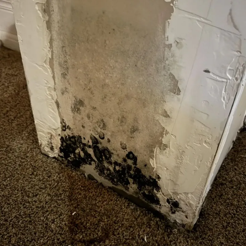 Professional Mold Removal in West Warrenton, GA